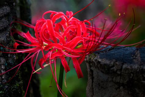 red spider lily meaning|red spider lily meaning symbolism.